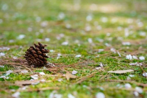 A pine cone falling on the ground Stock Photos