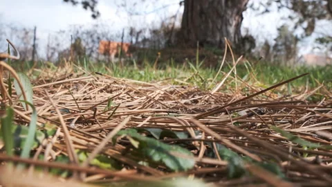 Pine Cone Falling onto Pine Needles Stock Footage 314623060