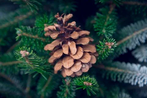 A pine cone on a fir tree Stock Photos