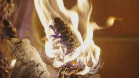 Pine cone on fire Video stock 231358447