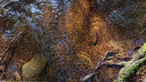 Pine cone floating down calm forest stream with sky reflections 動画素材 345449958