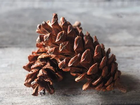 Pine cone flower and tree dry for decorate house in christmas and newyear  Stock Photos