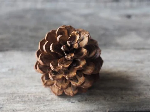 Pine cone flower and tree dry for decorate house in christmas and newyear  Stock Photos