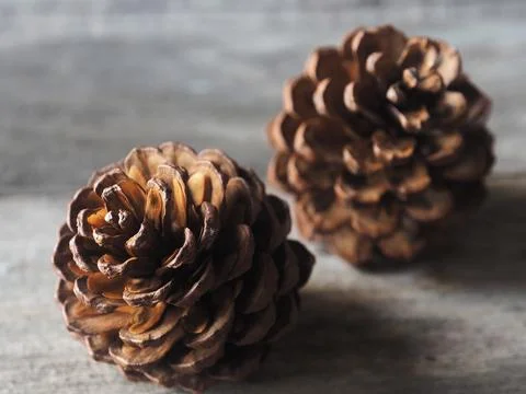 Pine cone flower and tree dry for decorate house in christmas and newyear  Stock Photos