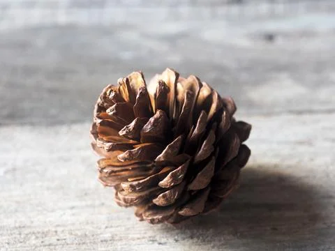 Pine cone flower and tree dry for decorate house in christmas and newyear  Stock Photos