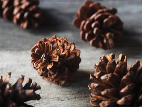 Pine cone flower and tree dry for decorate house in christmas and newyear  Stock Photos