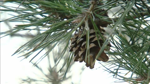 Pine cone Video stock 49386195