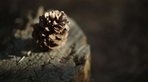 Pine cone Stock Footage 50803274