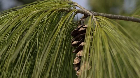 Pine-cone Stock Footage 73462052