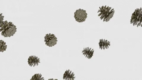 Pine cone Stock Footage 229925626