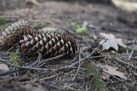 Pine cone in forest , close up . copy space Stock Photos
