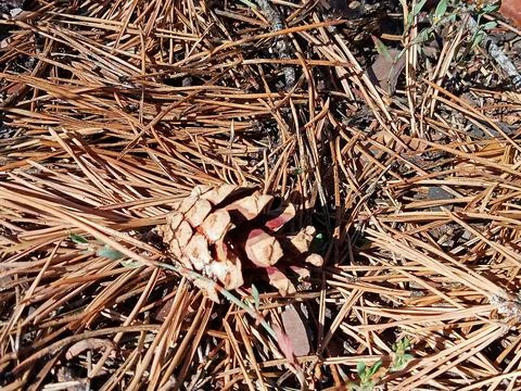 Pine cone on forest floor with dry needles background Stock Photos