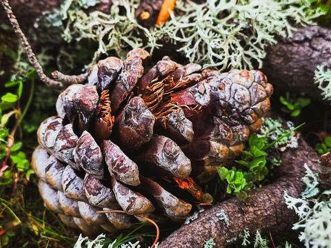 Pine cone on forest floor with moss and lichen, macro autumn detail Stock Photos