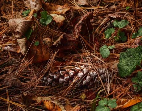 Pine cone on forest floor Stock Photos