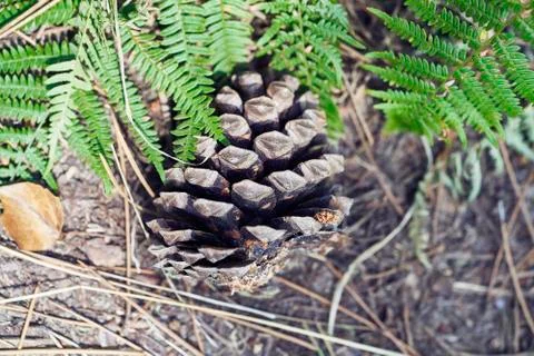 Pine cone on the forest floor Stock Photos