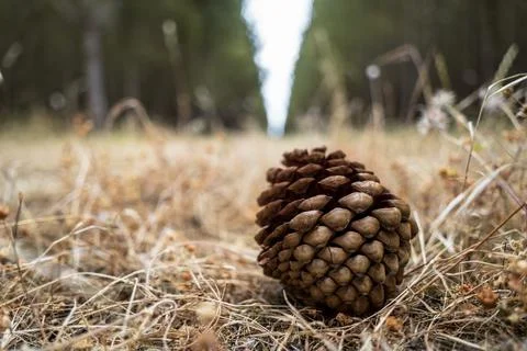 Pine cone on the forest floor Stock Photos