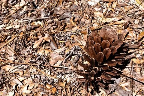 Pine Cone on a Forest Floor Stock Photos
