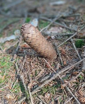 Pine cone on the forest floor. Stock Photos