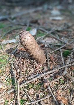 Pine cone on the forest floor. Stock Photos