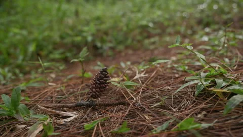 Pine Cone on Forest Ground Nature Detail Stock Footage 333289928