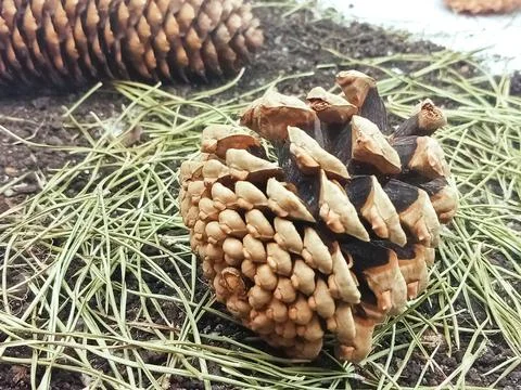 Pine cone on forest ground with needles Stock Photos