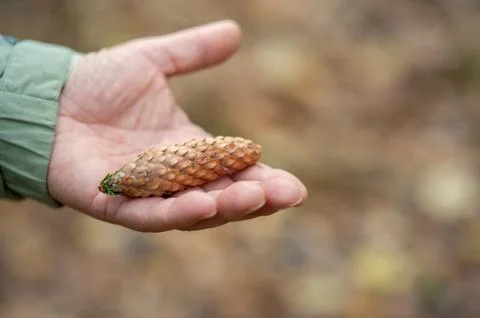 Pine cone from the forest in hand on a neutral background Stock Photos