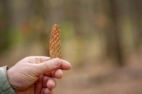 Pine cone from the forest in hand on a neutral background Stock Photos