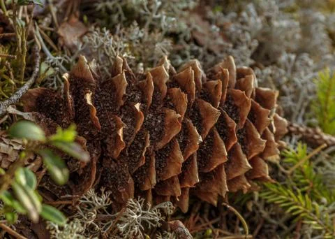 Pine cone in forest moss covered ground Stock Photos