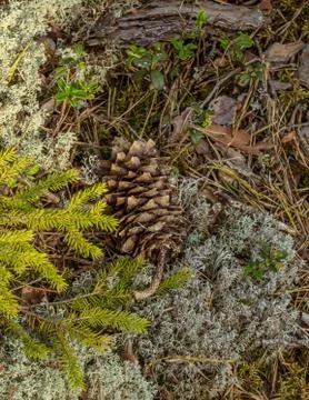 Pine cone in forest moss covered ground Stock Photos