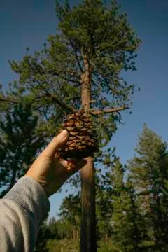 Pine cone in the forest Stock-Fotos