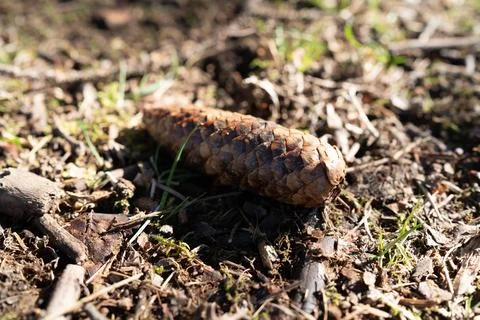 A pine cone in the forest 스톡 사진