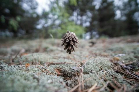 Pine cone in the forest at the time of falling above the ground, close-up, st Stock Photos