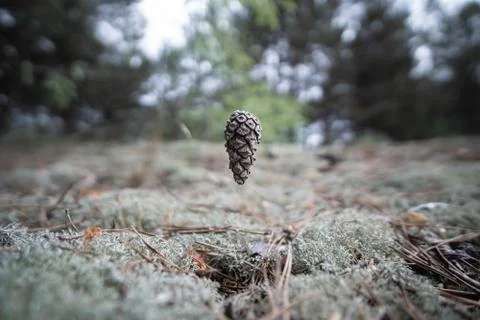 Pine cone in the forest at the time of falling above the ground, close-up, st Stock Photos