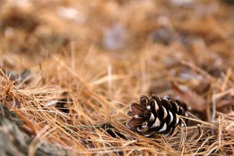 Pine Cone Framing Forest Floor Background Stock Photos