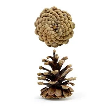 A pine cone (front and bottom view) Stock Photos