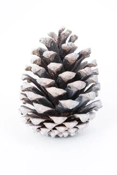 Pine cone with frosted tips, showcasing intricate textures and natural beauty, Stock Photos
