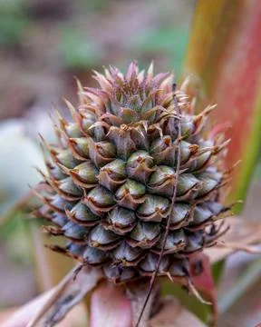 Pine cone like fruit, flower or plant blossoming in the garden Stock Photos