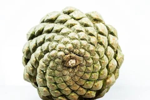 Pine cone geometry Stock Photos