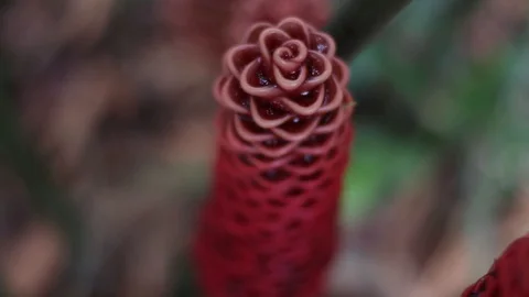 Pine Cone Ginger Flower in costa rica close up Stock Footage 113157207