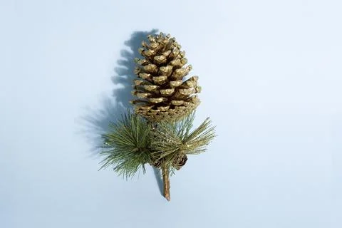 Pine cone gold Stock Photos