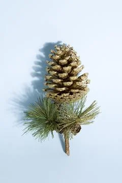 Pine cone gold Stock Photos
