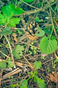 Pine Cone in a Grass Background Stock Photos