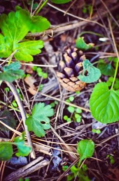 Pine Cone in a Grass Background Stock Photos