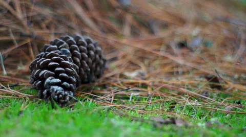 Pine Cone in the Grass Dolly Stock Footage 33030948