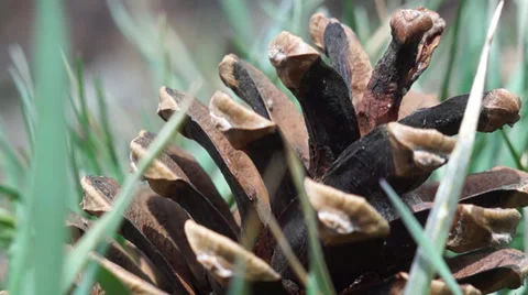 Pine cone in grass Stock Footage 37142829