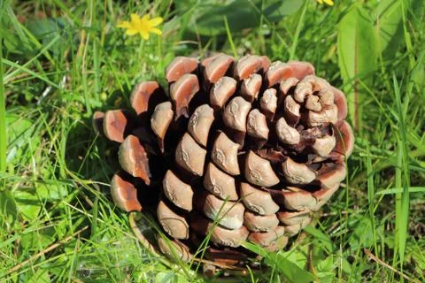 Pine cone on grass Foto stock