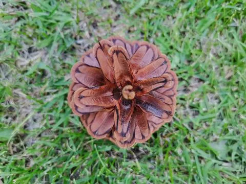 Pine cone in the grass. Stock Photos