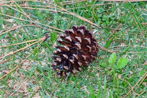 A pine cone on grassy ground Stock Photos