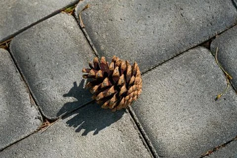 A pine cone on gray stone pavement in the sunlight. Stock Photos