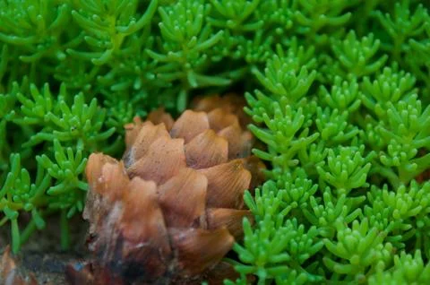 Pine cone on a green background Stock Photos